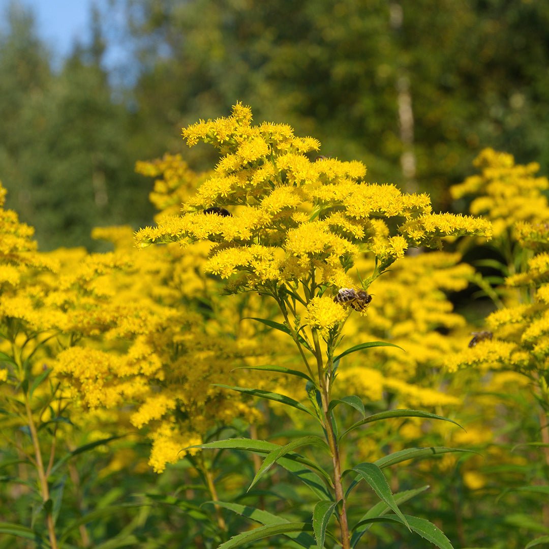 Goldenrod Essential Oil (Solidago Canadensis) - Miracle Botanicals Essential Oils