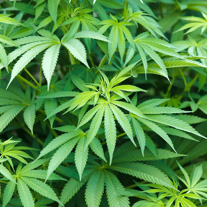 Hemp Essential Oil - Miracle Botanicals Essential Oils