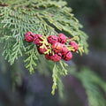 Hinoki Essential Oil (Chamaecyparis Obtusa) - Miracle Botanicals Essential Oils