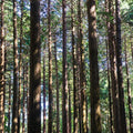 Hinoki Essential Oil (Chamaecyparis Obtusa) - Miracle Botanicals Essential Oils