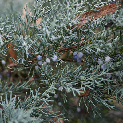 Juniper Berry (Mountain) Essential Oil (Juniperus scopulorum) - Miracle Botanicals Essential Oils