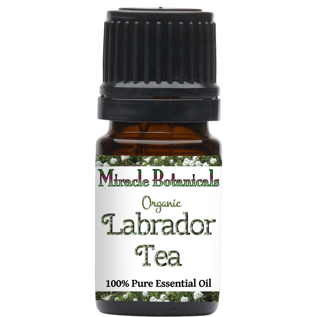 Labrador Tea (Ledum) Essential Oil - Organic (Ledum Groenlandicum) - Miracle Botanicals Essential Oils