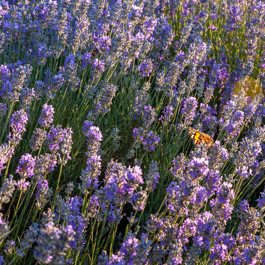 lavender oil on plants Lavender (Bulgaria) Essential Oil