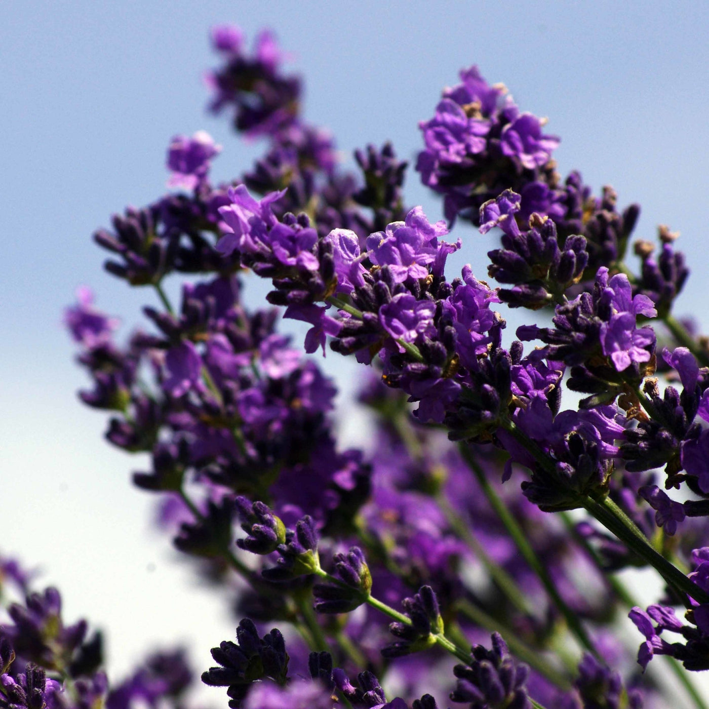 Lavender (New Zealand) Essential Oil (Lavandula Angustifolia - Miracle Botanicals Essential Oils