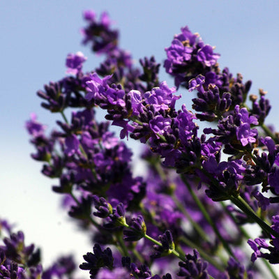 Lavender (New Zealand) Essential Oil (Lavandula Angustifolia - Miracle Botanicals Essential Oils