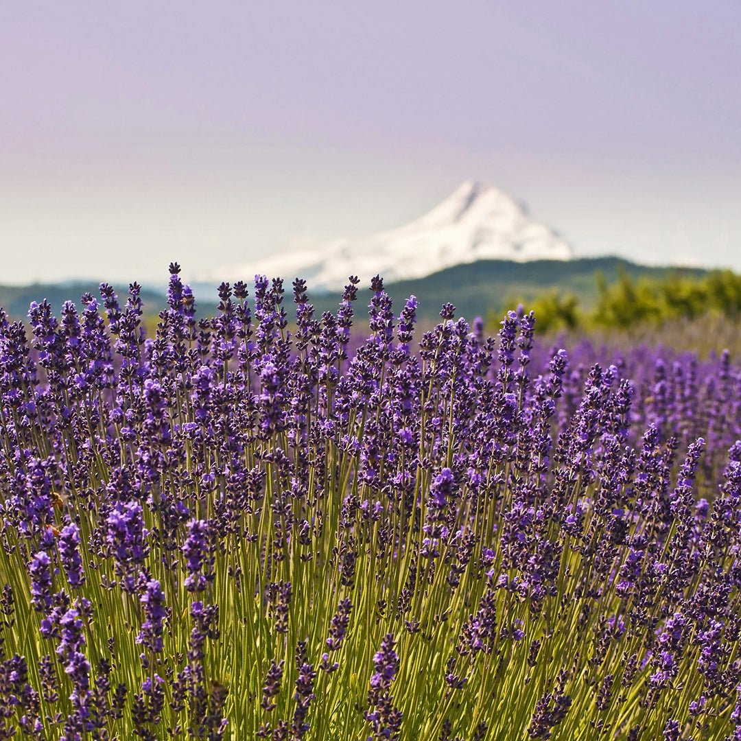 Lavender (Oregon) Essential Oil - Organic (Lavandula Angustifolia) - Miracle Botanicals Essential Oils