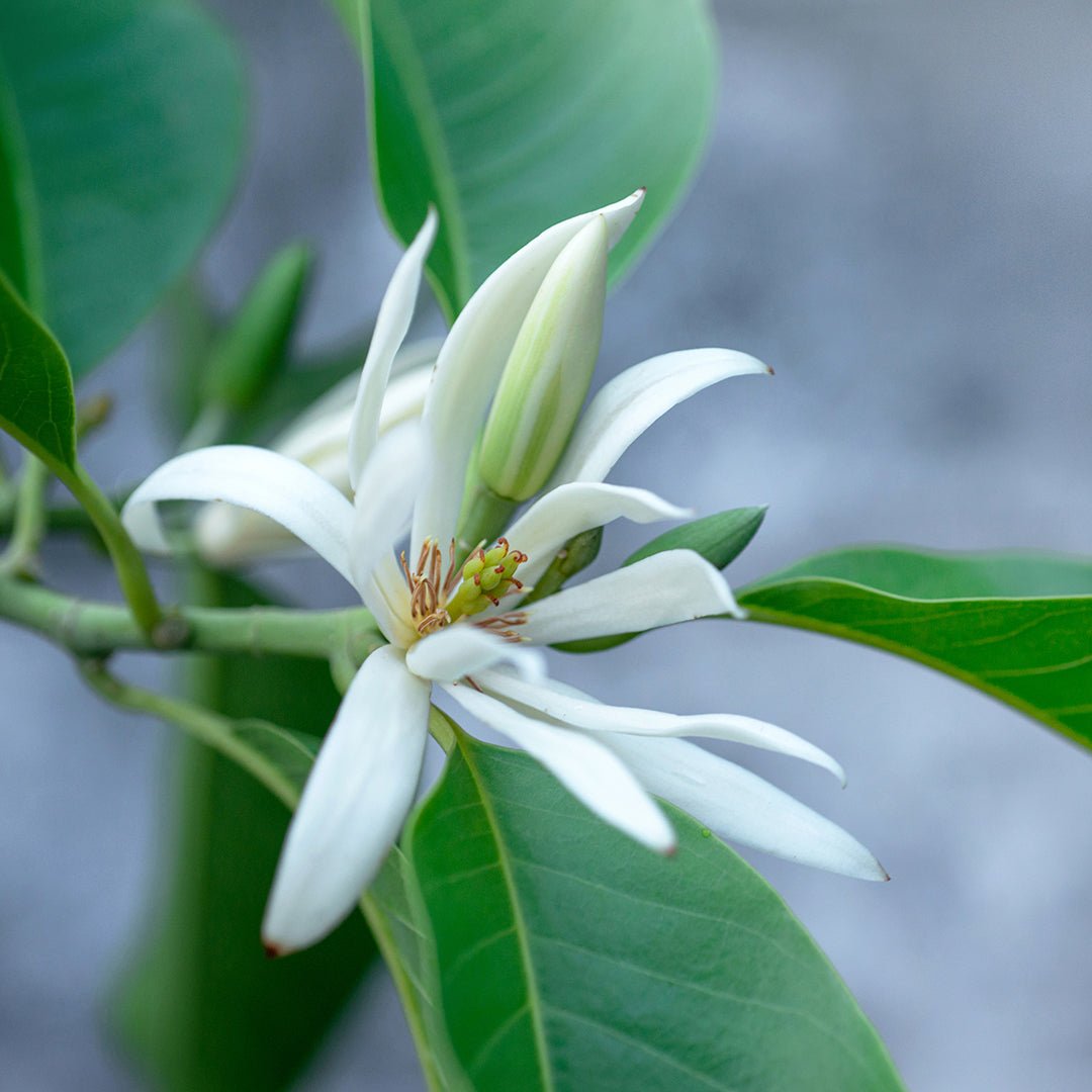 Magnolia Flower Essential Oil (Magnolia Alba) - Miracle Botanicals Essential Oils
