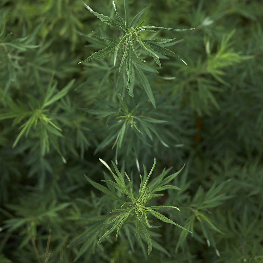 Mugwort Essential Oil (Artemisia Vulgaris) - Miracle Botanicals Essential Oils
