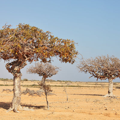 Myrrh Essential Oil (Commiphora Myrrha) - Miracle Botanicals Essential Oils