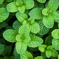 Peppermint (Organic) Hydrosol (Mentha Piperita - Miracle Botanicals Essential Oils