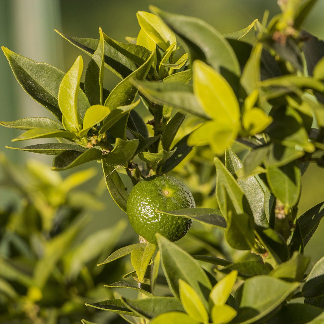 Petitgrain Essential Oil - Bigarade (Citrus Aurantium L., ssp. amara Engl., (C. bigaradia Risso)) - Miracle Botanicals Essential Oils