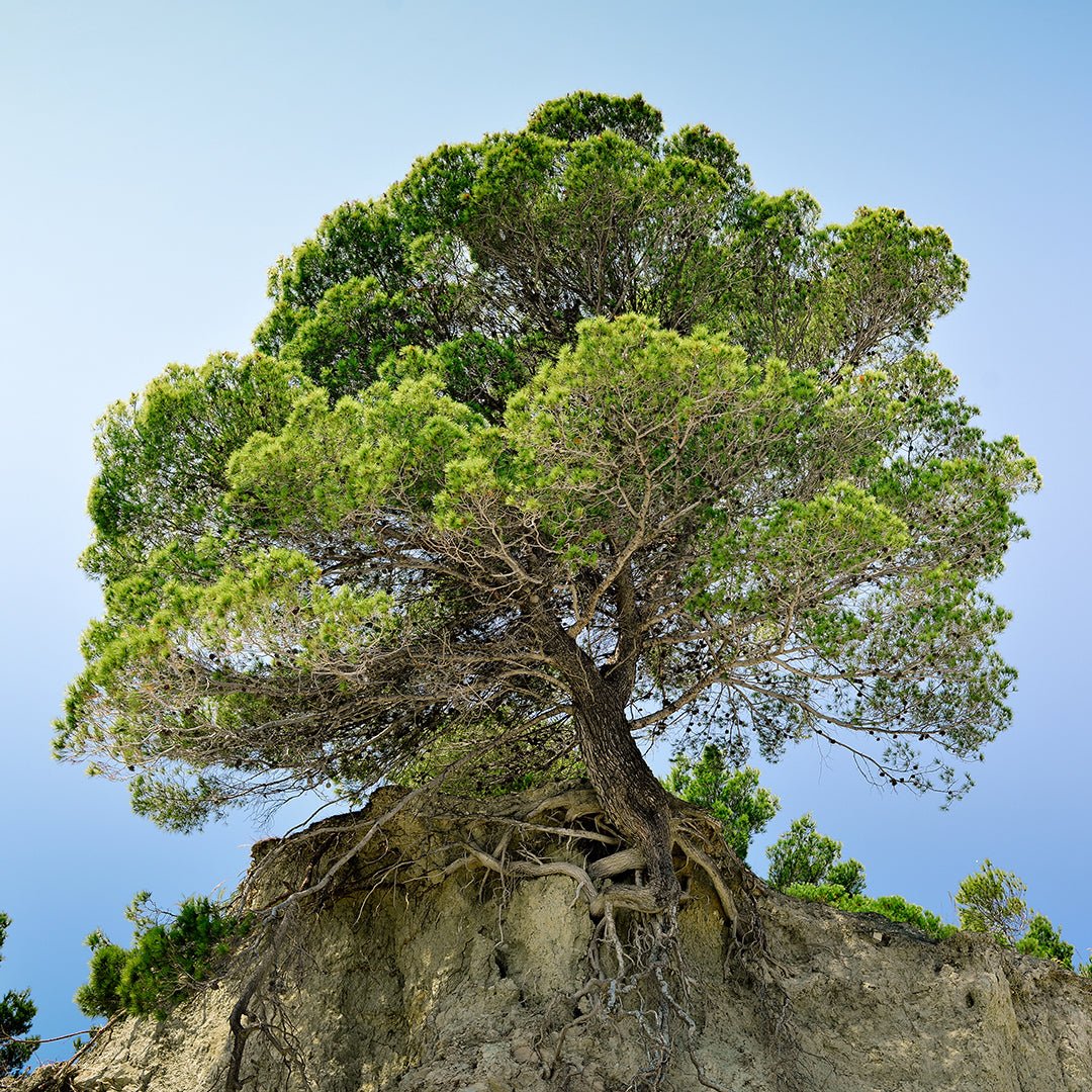 Turpentine Uses - Pinus Pinaster
