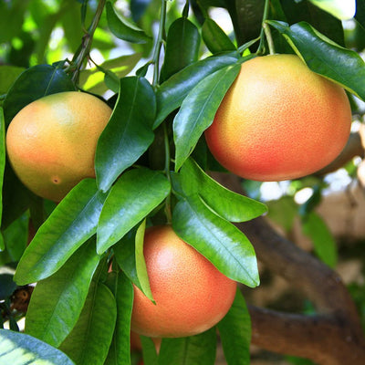 Pink Grapefruit Essential Oil (Citrus Paradisi) - Miracle Botanicals Essential Oils