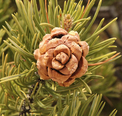 Piñon Pine (Pinyon, Pinion) Essential Oil - Limited! (Pinus Edulis) - Miracle Botanicals Essential Oils