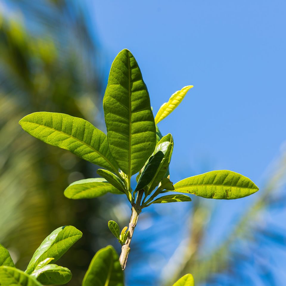 Ravensara Essential Oil (Ravensara Aromatica) - Miracle Botanicals Essential Oils