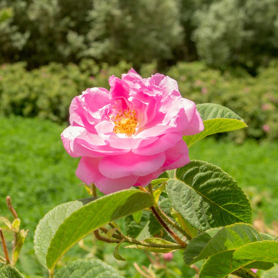 Rose (Moroccan) Hydrosol - Organic (Rosa Damascena) - Miracle Botanicals Essential Oils
