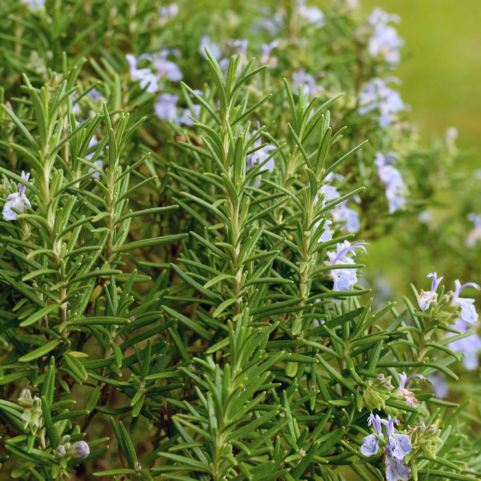 Rosemary ct. Verbenone - Organic - South Africa (Rosmarinus Officinalis) - Miracle Botanicals Essential Oils