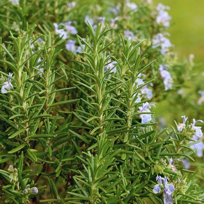 Rosemary Verbenone Hydrosol - Organic (Rosmarinus Officinalis) - Miracle Botanicals Essential Oils