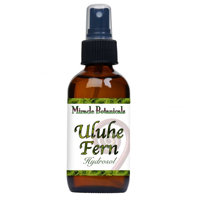 Uluhe Fern Hydrosol - Wildcrafted (Dicranopteris Linearis) - Miracle Botanicals Essential Oils