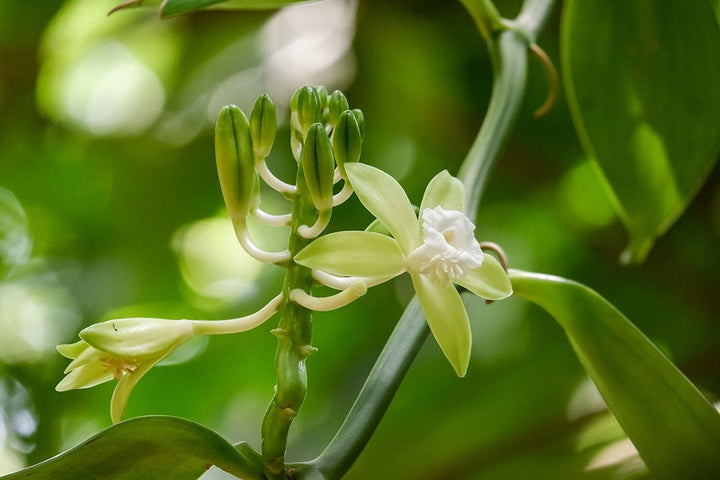 Vanilla Essential Oil (6% Vanillin) - CO2 Extracted (Vanilla Planifolia) - Miracle Botanicals Essential Oils