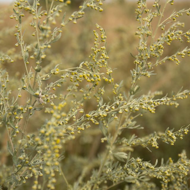 Wormwood Essential Oil - Absinthe - Wildcrafted (Artemisia absinthium) - Miracle Botanicals Essential Oils